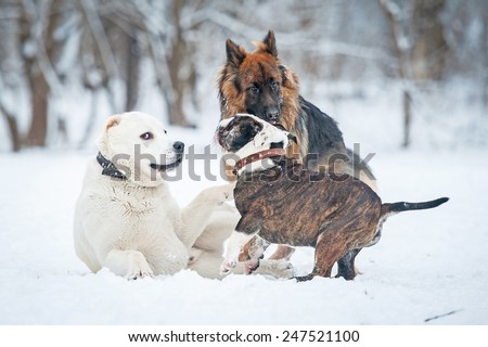 Group of dogs playing in winter