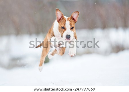 American staffordshire terrier puppy jumping in winter