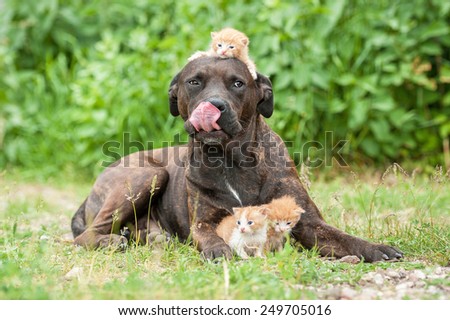 American staffordshire terrier dog with a group of little kittens