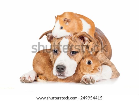 Friendship of american staffordshire terrier puppy with rabbit and guinea pig