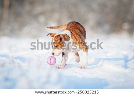 American staffordshire terrier puppy playing with a ball in winter