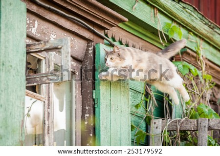 Funny cat jumping into the open window