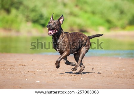 Funny american staffordshire terrier dog running on the beach