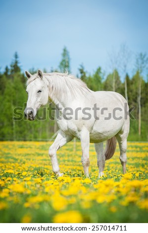 White horse walking on the pasture with a lot of dandelions