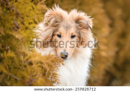 Portrait of rough collie dog in the bush