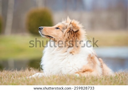 Portrait of rough collie dog lying on the lawn
