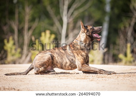 Dutch shepherd dog on obedience training