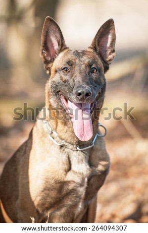 Portrait of dutch shepherd dog