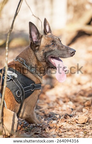 Working dutch shepherd dog on the training