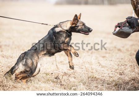 Working german shepherd puppy on the training