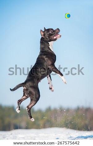 American staffordshire terrier dog playing with a ball in winter