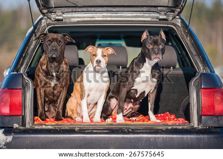Three american staffordshire terrier dogs sitting in a car