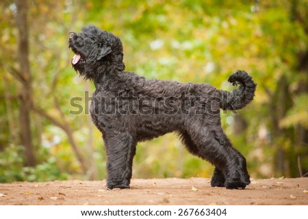 Black russian terrier in autumn
