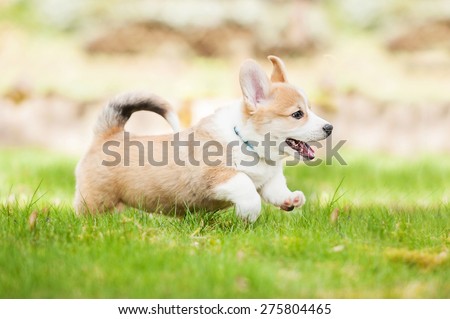 Pembroke welsh corgi puppy running in summer