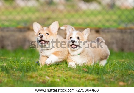 Two pembroke welsh corgi puppies running in the yard