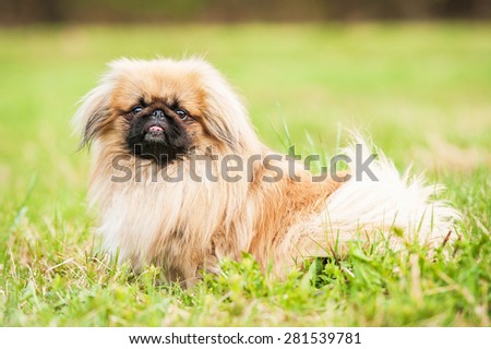 Pekingese dog sitting in the grass