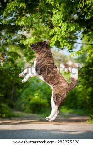 American akita dog jumping in the air