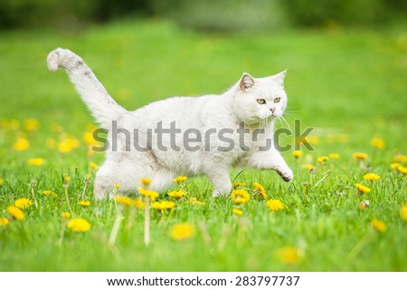 White british shorthair cat running on the field with dandelions