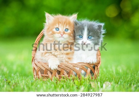 Two little kittens sitting in the basket