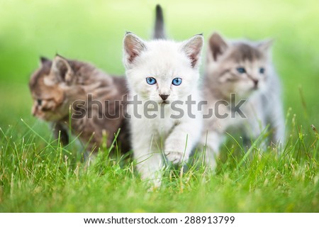 Group of three little kittens