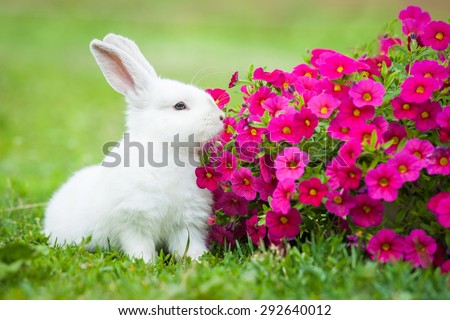 Little dwarf rabbit sitting near flowers