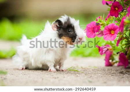 Guinea pig sniffing a flower