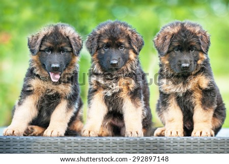 Three little german shepherd puppies sitting on the bench
