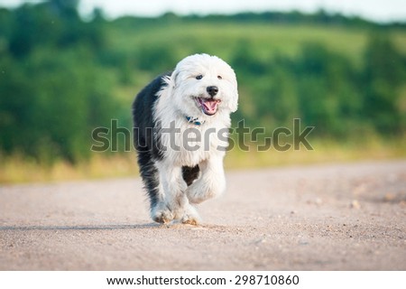 Happy bobtail puppy running