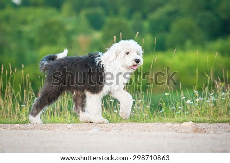 Bobtail puppy walking outdoors in summer
