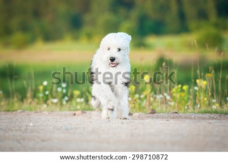 Bobtail puppy running on the field with flowers