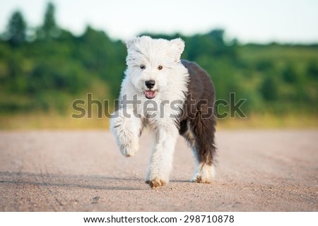 Funny bobtail puppy running outdoors