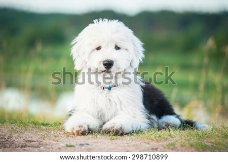 Bobtail puppy lying outdoors