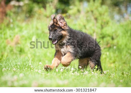 German shepherd puppy running in summer
