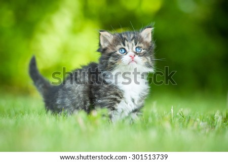 Little tabby kitten looking up
