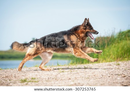 German shepherd dog running on the beach
