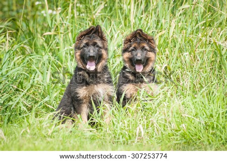 Two german shepherd puppies sitting in the grass