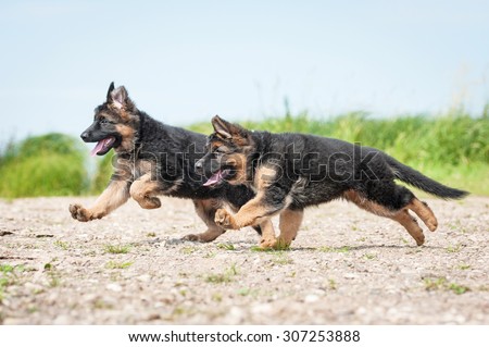 Two german shepherd puppies running on the beach