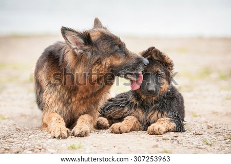 German shepherd dog kissing its little puppy