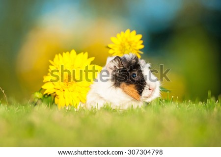 Guinea pig with flowers in summer