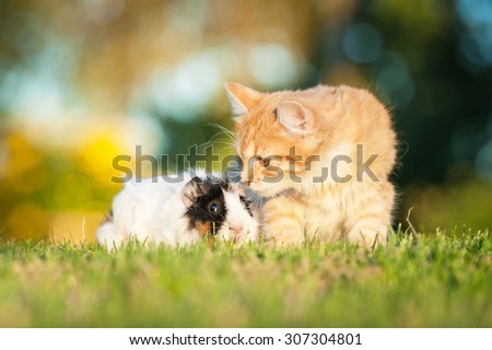 Guinea pig with little kitten