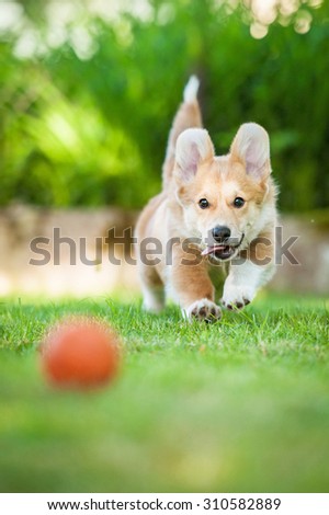 Pembroke welsh corgi puppy playing with a ball