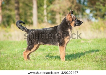 German shepherd dog protecting the yard