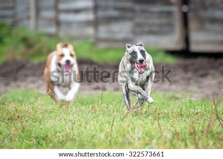 Whippet dog playing catch-up with another dog