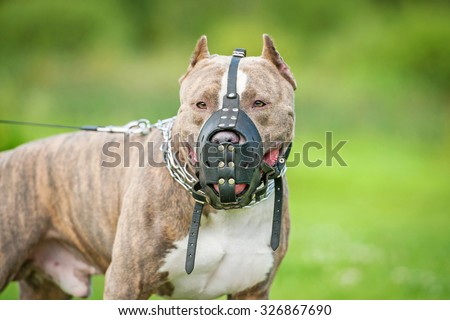 American staffordshire terrier dog wearing a muzzle