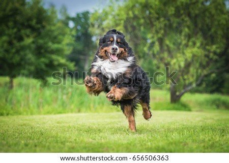 Similar – Image, Stock Photo Bernese Mountain Dog jumping. Top view