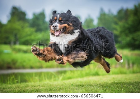 Similar – Image, Stock Photo Bernese Mountain Dog jumping. Top view
