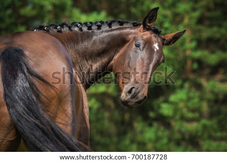 Foto Bild Lustige Pferde auf der Wiese