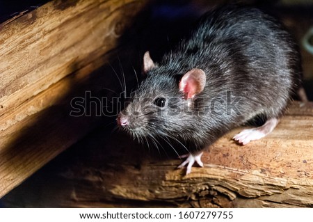 The black rat (Rattus rattus), also known as ship rat, roof rat, or house rat.