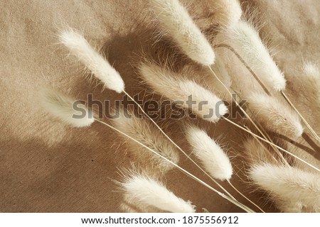 Similar – Image, Stock Photo Rabbit tail grass dry flower bouquet