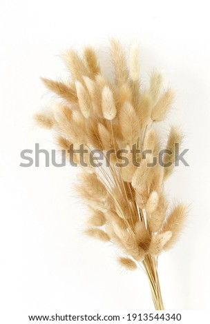 Similar – Image, Stock Photo Rabbit tail grass dry flower bouquet